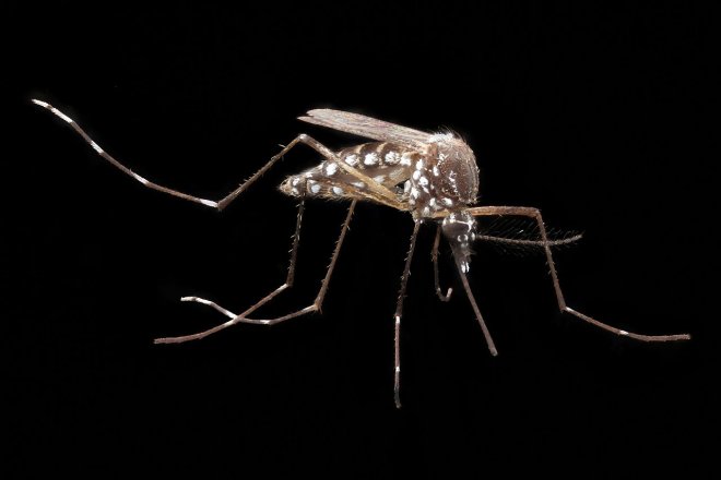 Když dostane sameček komára tropického (na snímku) v laboratoři do těla gen, který ovlivňuje potomstvo, jím zplozené narozené samičky umírají, aniž se stačily rozmnožit, samečkové gen šíří dál a populace komárů se zmenšuje.