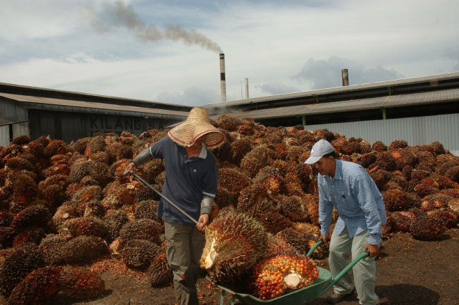 Výroba palmového oleje v Indonésii.