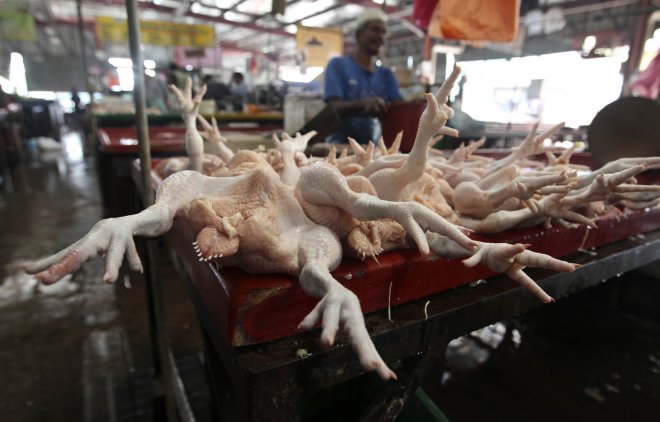 Trh s kuřaty v Malajsii