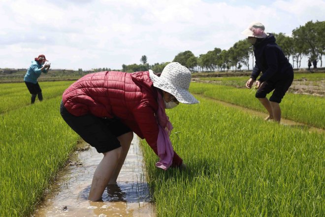 Pěstitelé rýže v Asii