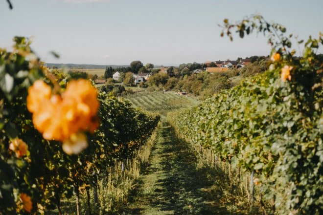 Řepínský vinohrad Štěpán