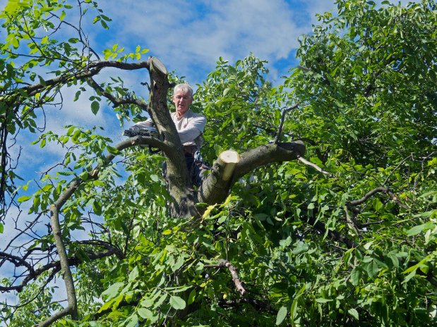 Arborista Jiří Anderle