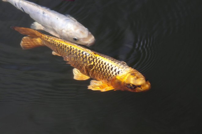 Zlatá ryba, ilustrační foto
