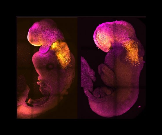 Přirozené (vpravo) a umělé (vlevo) myší embryo, v nichž jsou barevně označeny vyvíjející se části těla.