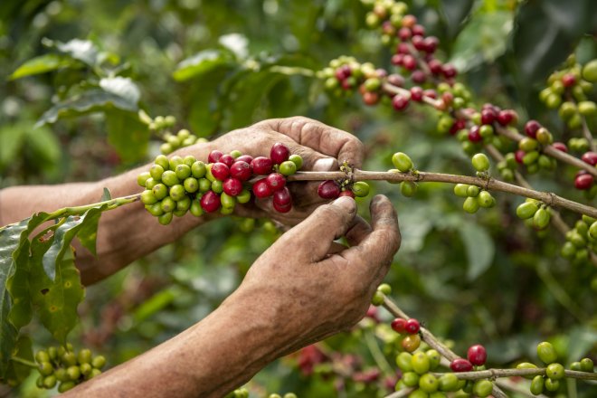 Kofola kupuje kávové plantáže v Kolumbii.
