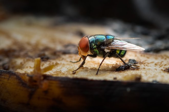 Mouchy si napravují reputaci. Vědci z nich umí vyrobit biologicky rozložitelný plast