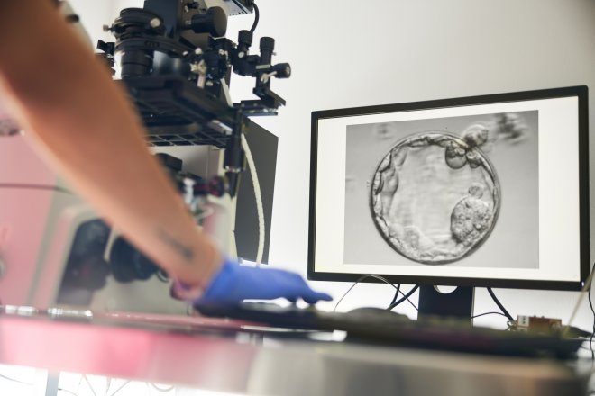 Průlom v reprodukční medicíně. Čeští vědci dokázali omladit vajíčka