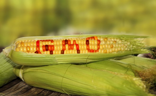 GMO, kukuřice