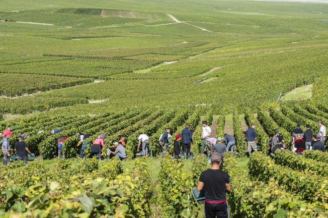 Vedra mění šampaňské. Rekordně časná sklizeň testuje jeho slavnou chuť