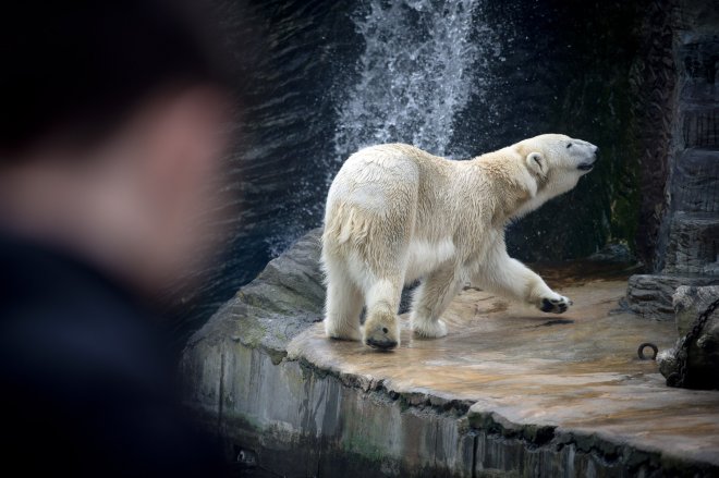 Dalibor Martínek: Pražská zoo jako trafika pro miláčky politiků