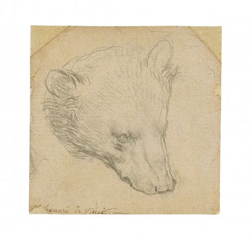 Medvědí hlava od Leonarda Da Vinciho