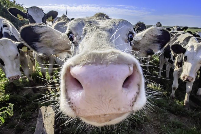 Hlídat emise budou i chovatelé dobytka. V Česku se to týká stovek podniků