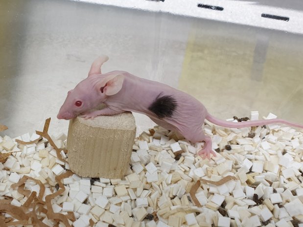 Laboratorní myši na části těla rostou vlasy z transplantovaných přeprogramovaných lidských buněk.
