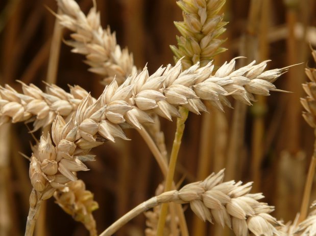 Čeští zemědělci mají na skladech nadbytek obilí, důvodem je dovoz pšenice z Ukrajiny.