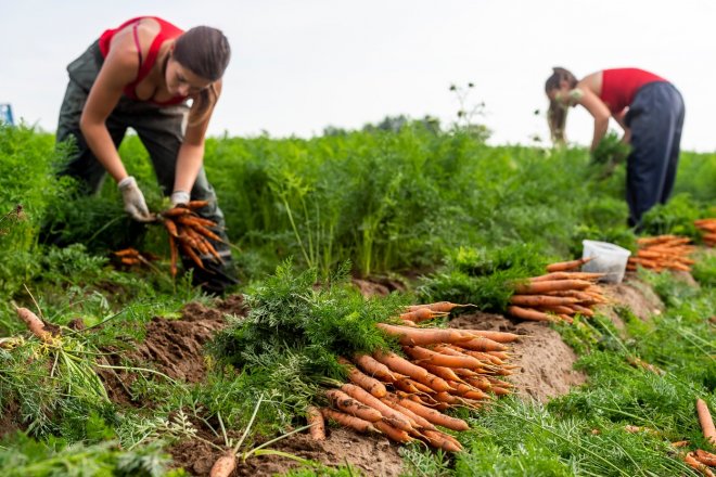 brigádnice na zemědělské farmě