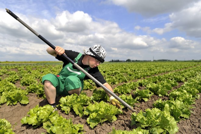 Rohlík chce víc české úrody. Hledá další farmáře s ovocem a zeleninou