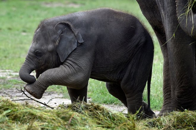 V pražské zoologické zahradě uhynulo slůně Amalee. Podlehlo nemoci, která se nazývá sloní herpes.