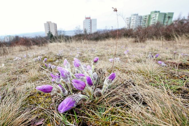 Na Kamenném vrchu v Brně má vyrůst nová čtvrť se 300 startovacími byty