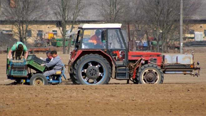 Čeští zemědělci asi omezí pěstování brambor na jídlo, na loňských prodělávají