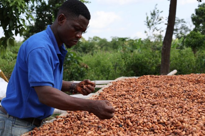 Ghanský farmář suší kakaové boby pod sluncem na plantáži ve východní oblasti v Ghaně 15. listopadu 2021.
