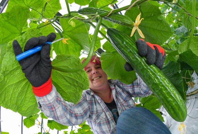 Jsou snad ze zlata? Rusy šokuje cena oblíbených okurek
