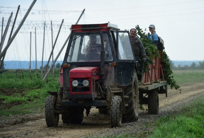 Katastrofální rok pro „české zlato“. Úroda chmele je nejnižší za deset let