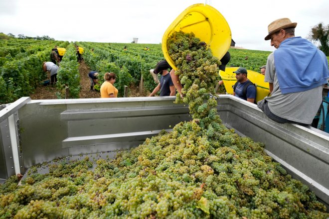 Zájem o víno klesá, Francie platí vinařům v Bordeaux za rušení vinic