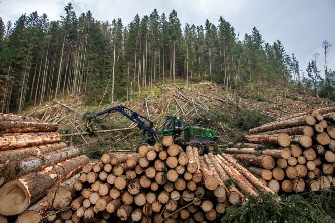 Správa Krkonošského národního parku (KRNAP) kácela rizikové stromy nad silnicí II/252 na Pomezní Boudy v úseku mezi křižovatkou v Temném Dole a Myslivnou, 9. listopadu 2022.