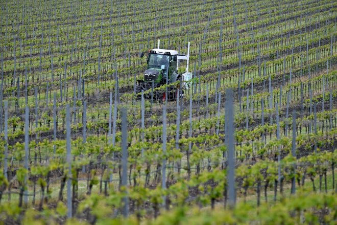 Mráz způsobil českým vinařům škody ve stovkách milionů korun
