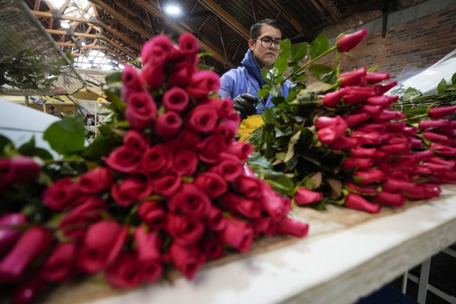 Růže pro americký trh z Kolumbie