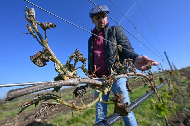 Škody na vinohradech v Česku přesáhly dvě miliardy korun