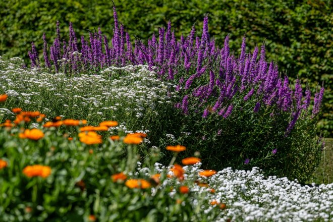 Češi na záhony nezanevřeli ani navzdory zdražování posledních let
