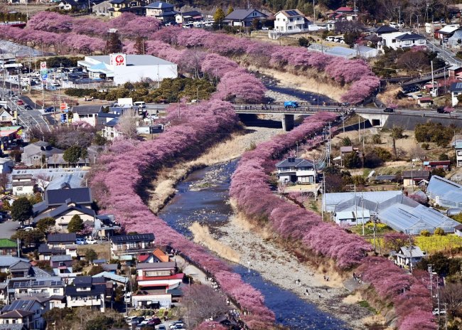 Lidé v japonském městě Kawazu mohou obdivovat na 8000 rozkvetlých sakur