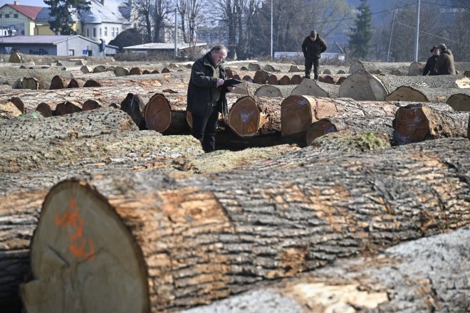 Státní lesy znovu sypou miliardy. Zisk Lesů ČR vzrostl na 5,3 miliardy