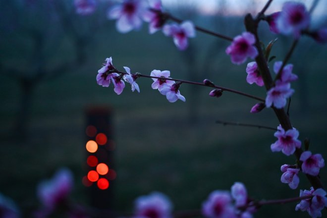 Mrazy udeřily v sadech. Ovocnářům způsobí škody za stovky milionů