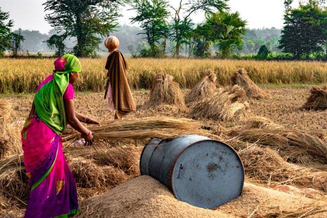 Indie, druhý největší producent pšenice na světě, zakázala její vývoz