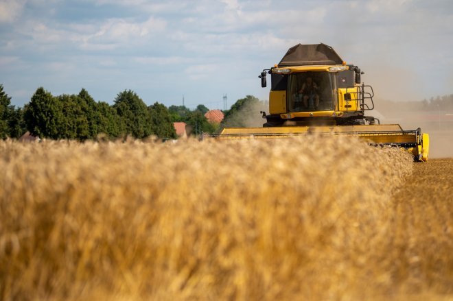 Zemědělci sklidili méně obilovin než loni. I tak většinu vyhodí prasatům