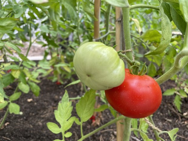 Vědci šlechtí „nenáročné“ rajče