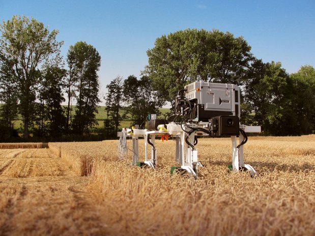 Polní robot projíždí pšeničné lány a zkoumá, jak se vyvíjejí zrna uvnitř klasů.