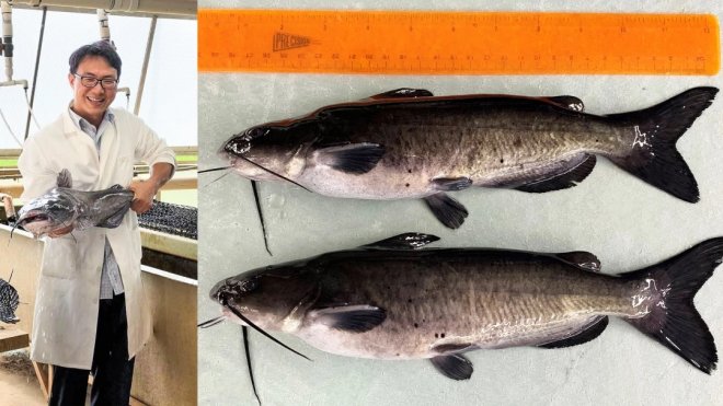 Vlevo výzkumník Baofeng Su drží genově upraveného sumečka velkého. Vpravo nahoře genově upravený sumec, pod ním jeho běžný „sourozenec“. Genově upravená ryba je maličko menší, ale její výhodou je, že lépe odolává nebezpečným bakteriím.
