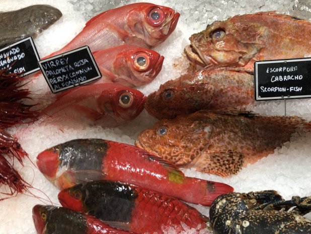 Jaké ryby vlastně konzumujeme?
