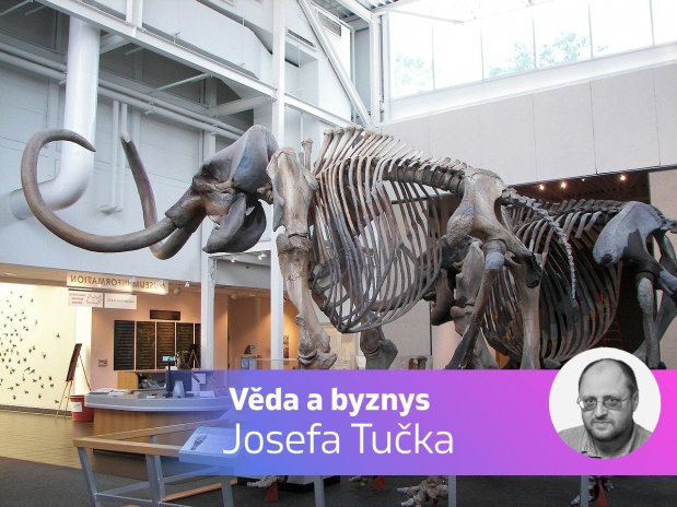 kostra mamuta, Věda a byznys Josefa Tučka