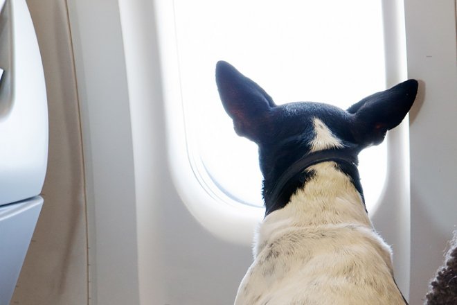 Pes cestující v letadle (