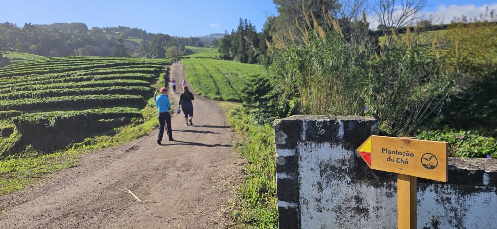 V Chá Gorreana ale nemusíte zůstat jen ve výrobě či obchůdku, můžete se projít i přímo mezi čajovými keři na plantáži..