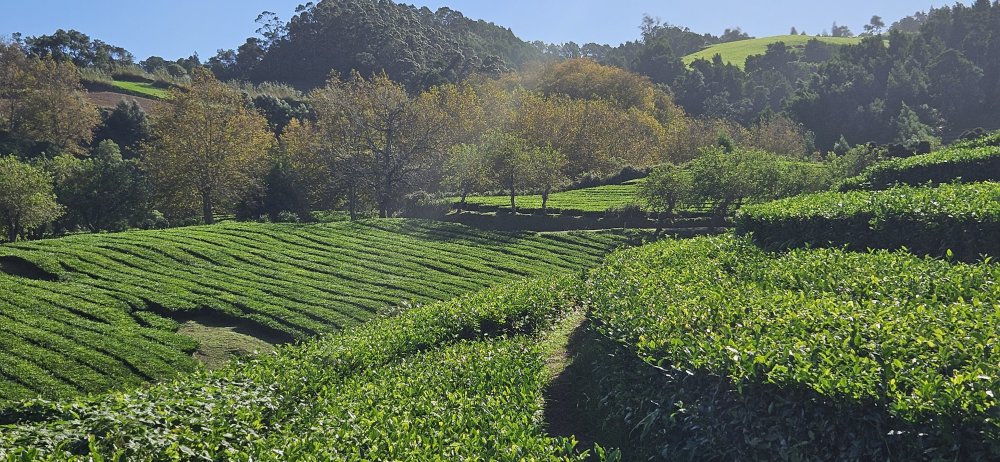 Zdejší produkce čaje na plantáži u Fábrica de Chá Gorreana čítá přes 40 tun čaje, který se vyváží do celého světa. 