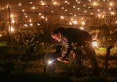 Škody na vinohradech v Česku přesáhly dvě miliardy korun