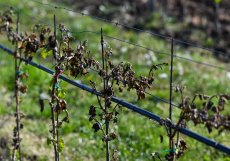 Škody na vinohradech v Česku přesáhly dvě miliardy korun