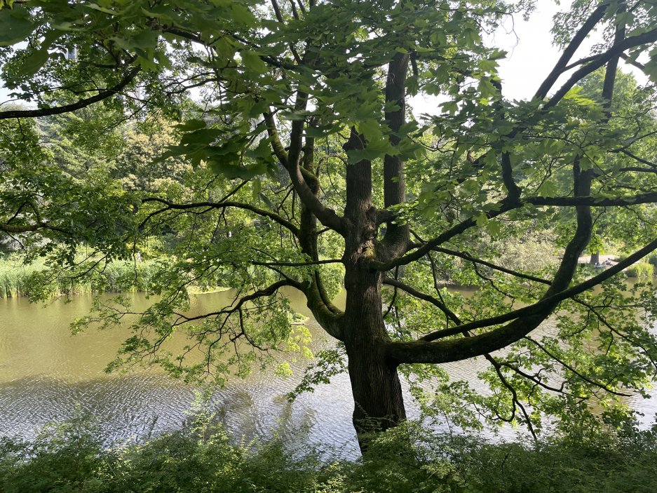 Planten un Blomen je zelená oáza v centru města. Park se rozkládá na ploše asi 47 hektarů od Dammtor po Reeperbahn. V létě jsou zde také možnosti trávení volného času a spousta hudby