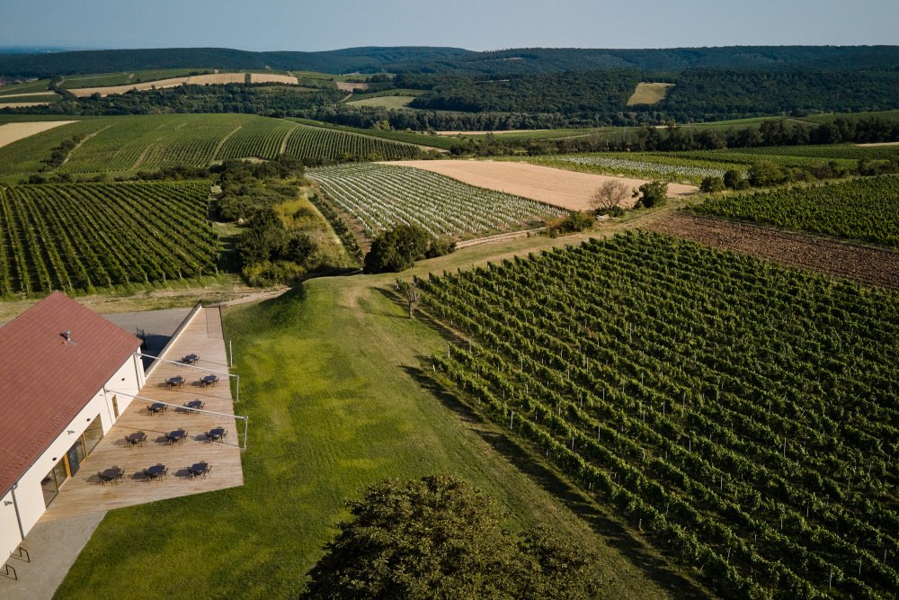 Pohled na vinohrady vinařství Reisen v Pavlově.