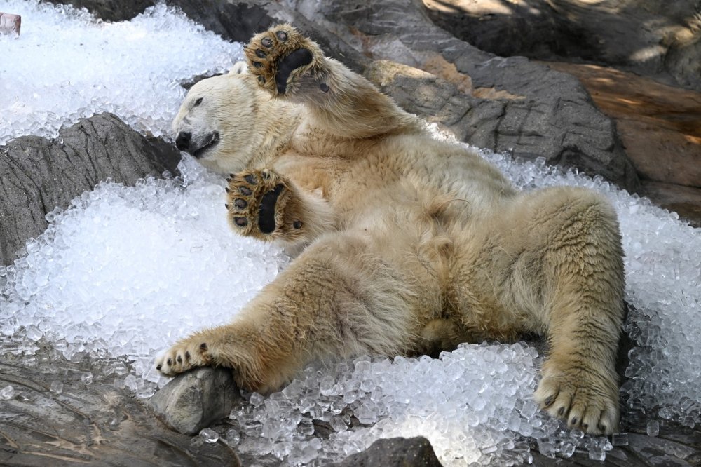 Lední medvědi v ZOO Praha se dočkají nového pavilonu